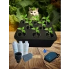 Topraksız Tarım Mini Set Siyah Hidroponik Set Suda Tarım Hobi Seti