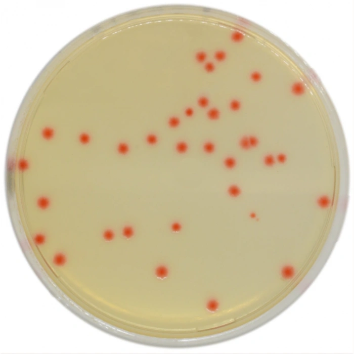 CHROMagar C.perfringens 10 Adet