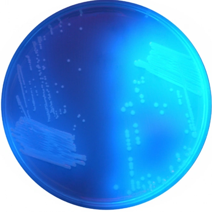 CHROMagar C.difficile 10 Adet