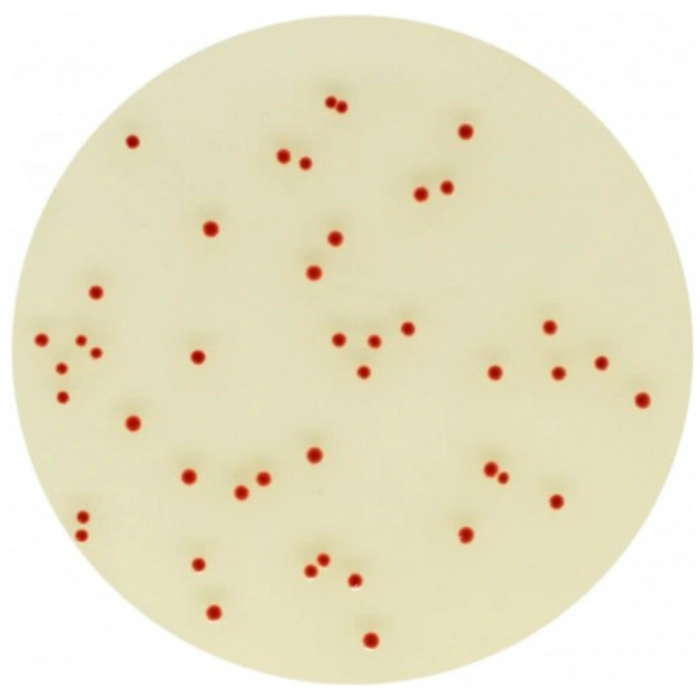 CHROMagar Campylobacter 10 Adet