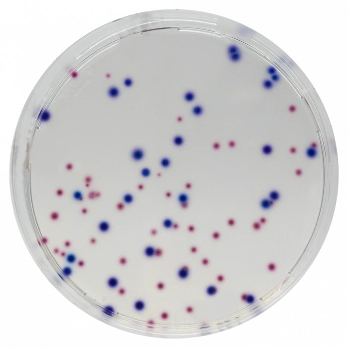 CHROMagar CCA 10 Adet