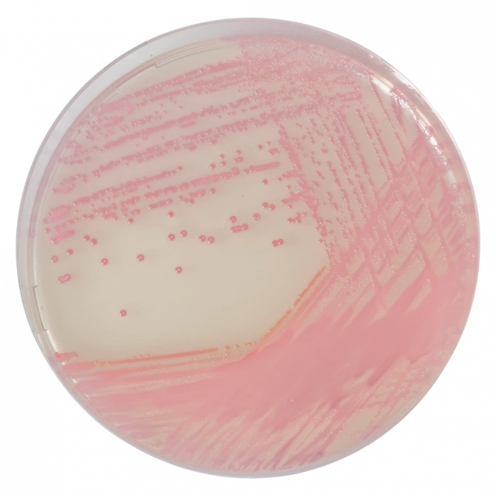 CHROMagar MRSA 10 Adet