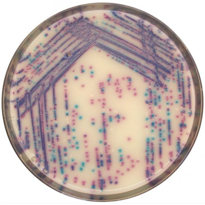 CHROMagar Salmonella Plus 10 Adet