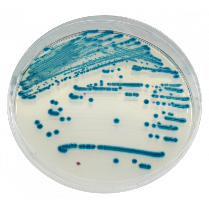 CHROMagar STEC 10 Adet