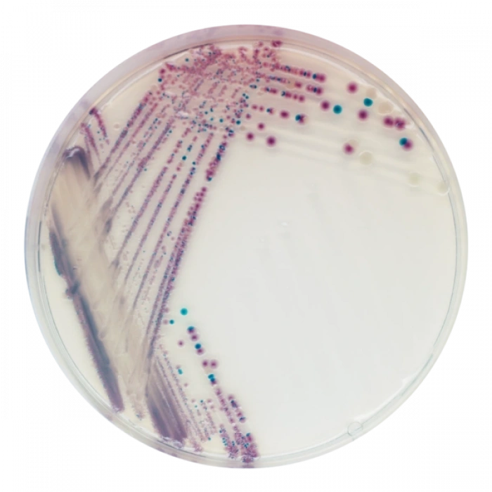 CHROMagar Vibrio 10 Adet