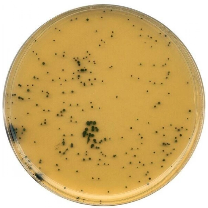 111972.0500 Tsc Agar Tryptose Sulfite Cycloserine Agar (Base) For Microbiology 500 Gr