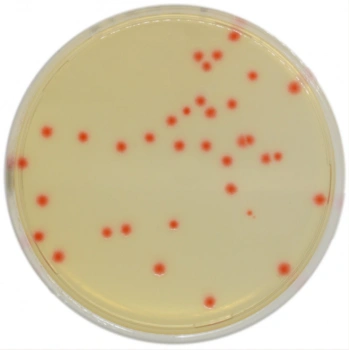 CHROMagar C.perfringens 10 Adet