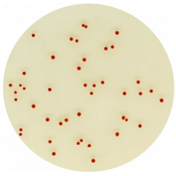 CHROMagar Campylobacter 10 Adet