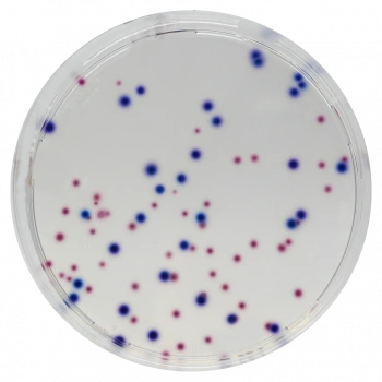 CHROMagar CCA 10 Adet