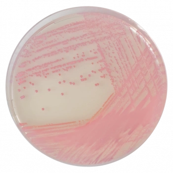 CHROMagar MRSA 10 Adet