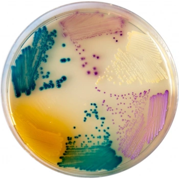 CHROMagar Orientation 10 Adet