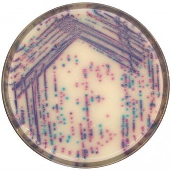 CHROMagar Salmonella Plus 10 Adet