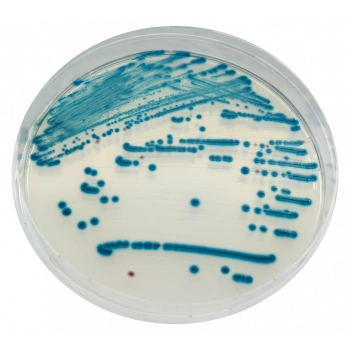 CHROMagar STEC 10 Adet