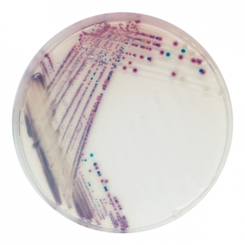 CHROMagar Vibrio 10 Adet