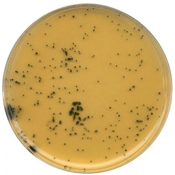 111972.0500 Tsc Agar Tryptose Sulfite Cycloserine Agar (Base) For Microbiology 500 Gr