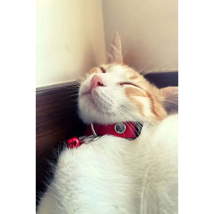 1.5 cm Deri Zilli Kedi Tasması - NPC010