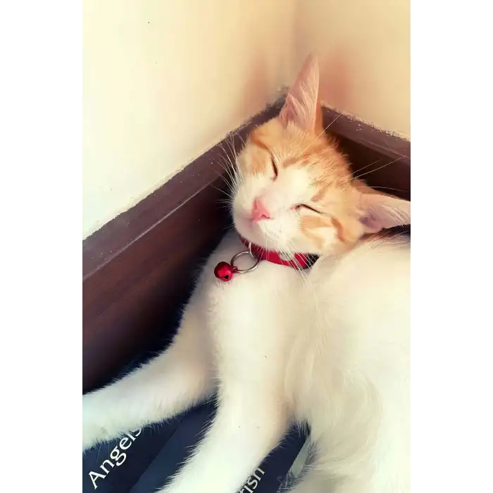 1.5 cm Deri Zilli Kedi Tasması - NPC010