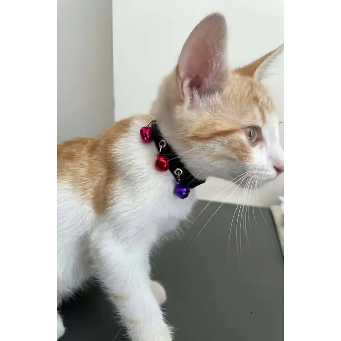 3 Zilli Kedi Tasması, Deri Kedi Tasması - NPC009