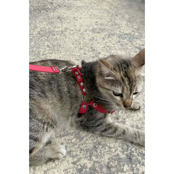 Deri Kedi Harness , Kedi Gezdirme Tasması - NPC005
