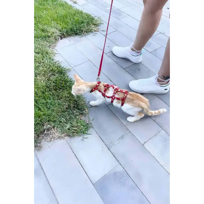 Full Body Kedi Harness, Kedi Gezdirme Tasması, Kedi Sokak Tasması - NPC011