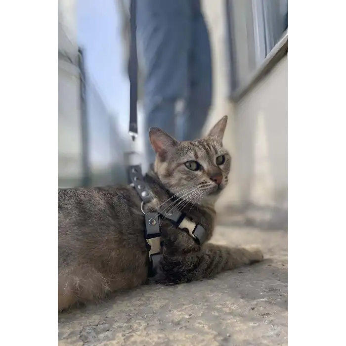 Karanlıkta Yansıyan Reflektörlü Kedi Harness , Özel Tasmalı Kedi Harness - NPC005