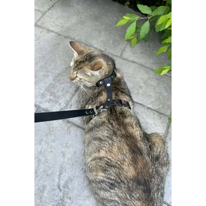 Kedi Gezdirme Tasması, Deri Kedi Gezdirme Tasması - NPC007