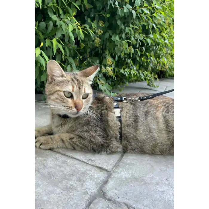 Kedi Gezdirme Tasması, Deri Kedi Gezdirme Tasması - NPC007