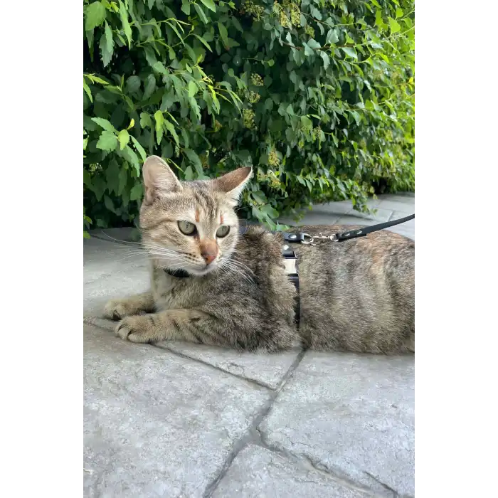 Kedi Gezdirme Tasması, Deri Kedi Gezdirme Tasması - NPC007