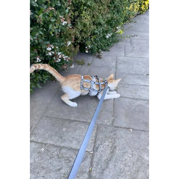 Renkli Reflektör Karanlıkta Parlayan Şık Kedi Harness, Kedi Yürüme Tasması, Kedi Güvenlik Tasması - NPC011