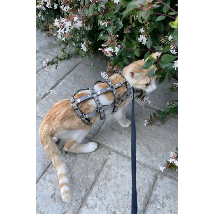 Renkli Reflektör Karanlıkta Parlayan Şık Kedi Harness, Kedi Yürüme Tasması, Kedi Güvenlik Tasması - NPC011