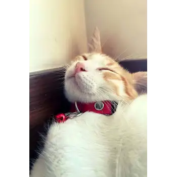 1.5 cm Deri Zilli Kedi Tasması - NPC010