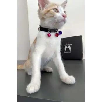 3 Zilli Kedi Tasması, Deri Kedi Tasması - NPC009