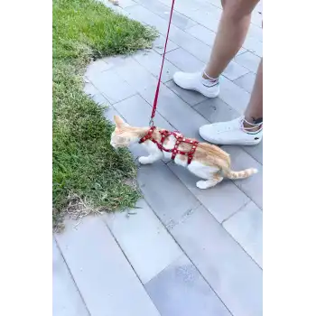 Full Body Kedi Harness, Kedi Gezdirme Tasması, Kedi Sokak Tasması - NPC011