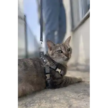 Karanlıkta Yansıyan Reflektörlü Kedi Harness , Özel Tasmalı Kedi Harness - NPC005