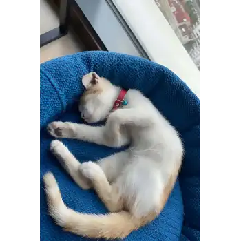 Zilli Deri Kedi Tasması - NPC008