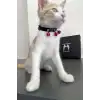 3 Zilli Kedi Tasması, Deri Kedi Tasması - NPC009