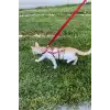 Full Body Kedi Harness, Kedi Gezdirme Tasması, Kedi Sokak Tasması - NPC011