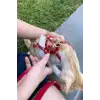Full Body Kedi Harness, Kedi Gezdirme Tasması, Kedi Sokak Tasması - NPC011