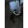Karanlıkta Yansıyan Reflektörlü Kedi Harness, Özel Tasarım Kedi Harness - NPC007