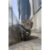 Karanlıkta Yansıyan Reflektörlü Kedi Harness , Özel Tasmalı Kedi Harness - NPC005