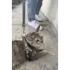 Karanlıkta Yansıyan Reflektörlü Kedi Harness , Özel Tasmalı Kedi Harness - NPC005