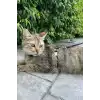 Kedi Gezdirme Tasması, Deri Kedi Gezdirme Tasması - NPC007