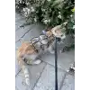 Renkli Reflektör Karanlıkta Parlayan Şık Kedi Harness, Kedi Yürüme Tasması, Kedi Güvenlik Tasması - NPC011