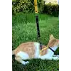 Sarı Lacivert Fanatik Kedi Tasması, Kedi Gezdirme Tasması, Kedi Göğüs Tasması - NPC003