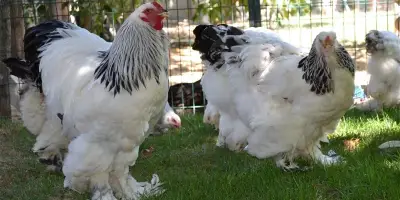 Brahma Cinsi Tavuk