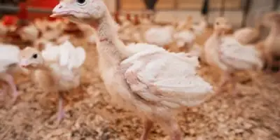  Hindi Yavrularında Gizli ve Az Bilinen Bakım Tüyoları