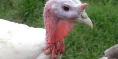 Hindilerde Yüz ve Göz Şişkinliği Neden Olur ve Tedavisi Nedir?