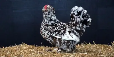 Süs Tavukçuluğu Nedir? Süs Tavukları Bakımı ve Avantajları