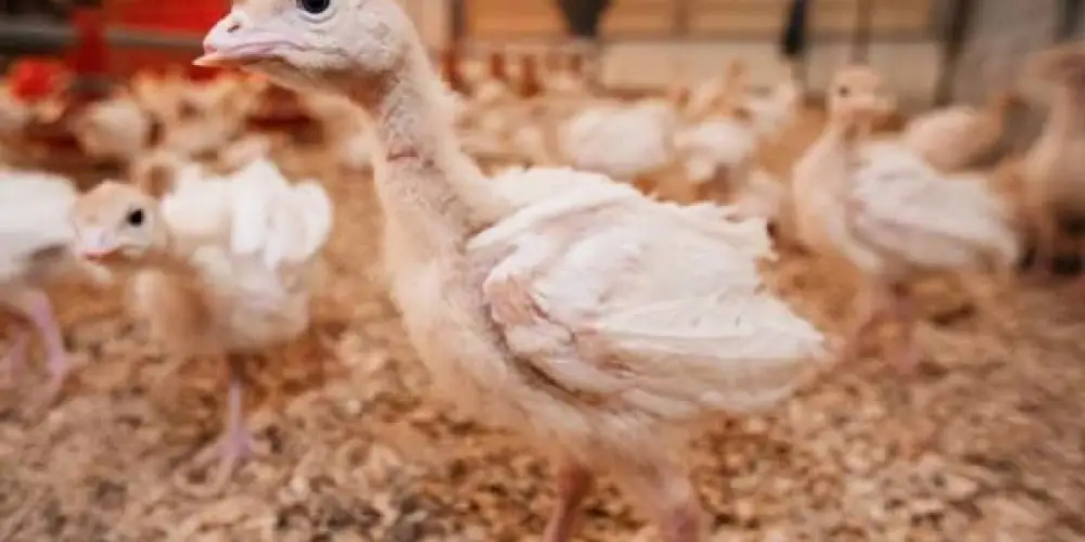  Hindi Yavrularında Gizli ve Az Bilinen Bakım Tüyoları