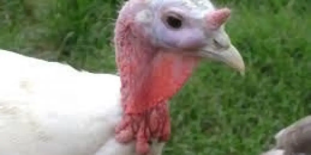 Hindilerde Yüz ve Göz Şişkinliği Neden Olur ve Tedavisi Nedir?